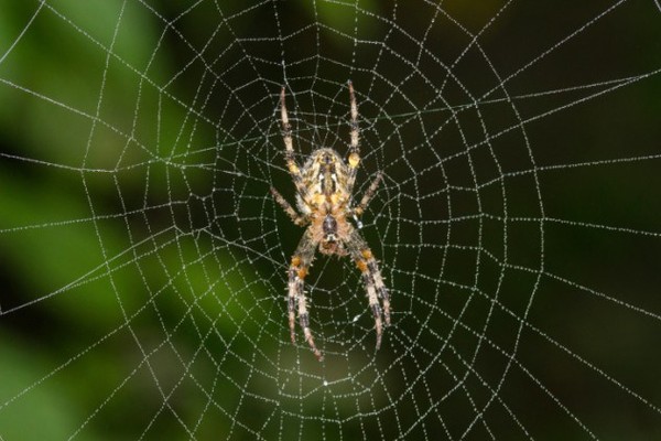 Mộng thấy con nhện tốt hay xấu, đánh lô đề bao nhiêu
